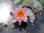 Wasserrose