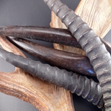 Horn und Geweih