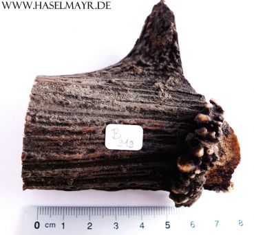 Hirschhorn-Abschnitt 91 g