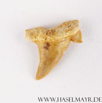 Haifischzahn versteinert (Otodus Obliquus) aus Marokko Nr. 4