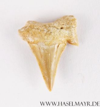 Haifischzahn versteinert (Otodus Obliquus) aus Marokko Nr. 5