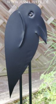 Rabe Schwarz