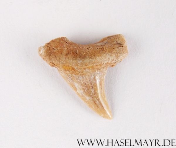 Haifischzahn versteinert (Otodus Obliquus) aus Marokko Nr. 7