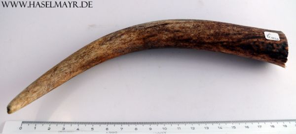 Hirschhorn-Ende Nr. 6